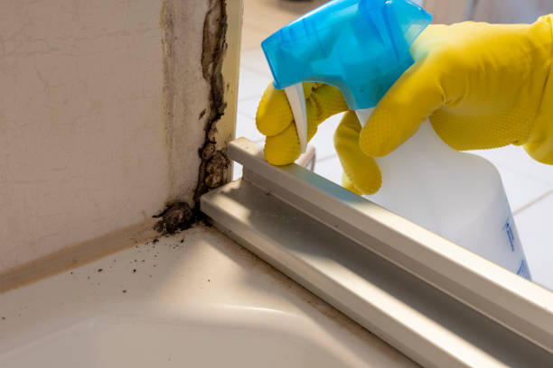 Best Best Mold Removal Companies  in Genesee, ID
