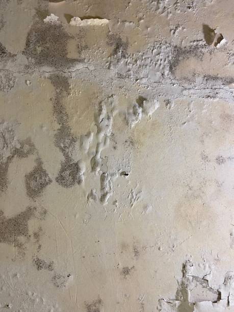 Best Affordable Mold Removal  in Genesee, ID