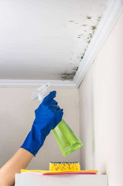 Certified Mold Removal in Genesee, ID