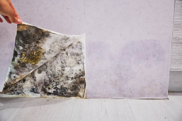 Best Home Mold Removal  in Genesee, ID
